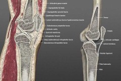 knee-sross-section-description